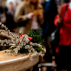 2025 Palmsonntag / Erzdiözese Wien/ Schönlaub, Stephan Schönlaub