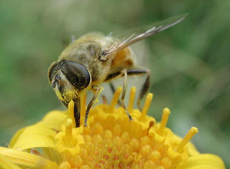 Eine Biene auf einer Löwenzahnblüte
